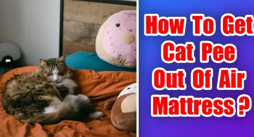 How To Get Cat Pee Out Of Air Mattress