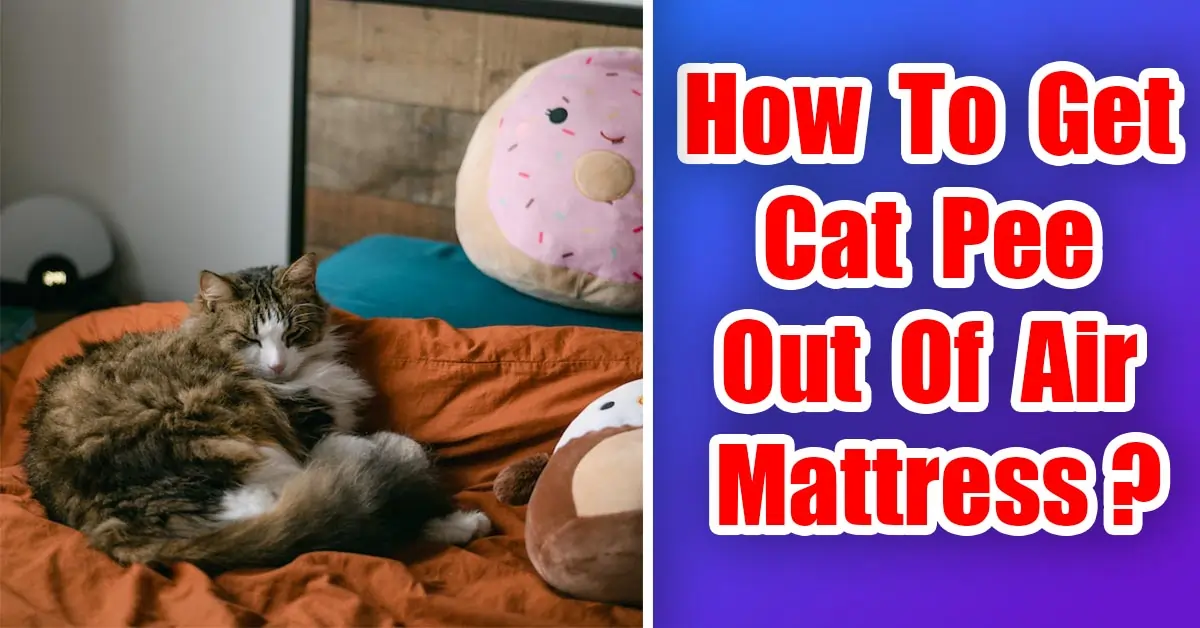 How To Get Cat Pee Out Of Air Mattress