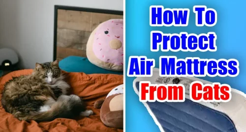 How To Protect Air Mattress From Cats