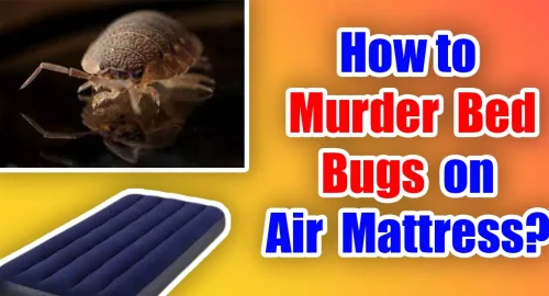 How to Murder Bed Bugs on Air Mattress