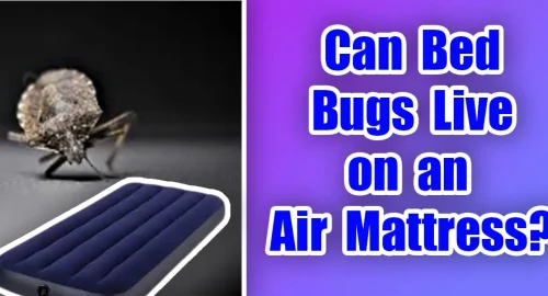 Can Bed Bugs Live on an Air Mattress?