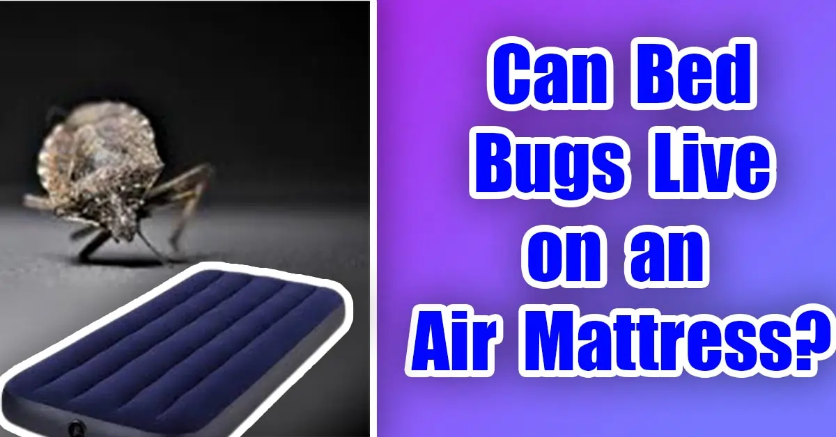 Can Bed Bugs Live on an Air Mattress?