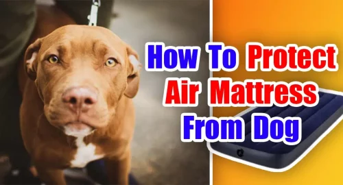 How To Protect Air Mattress From Dog