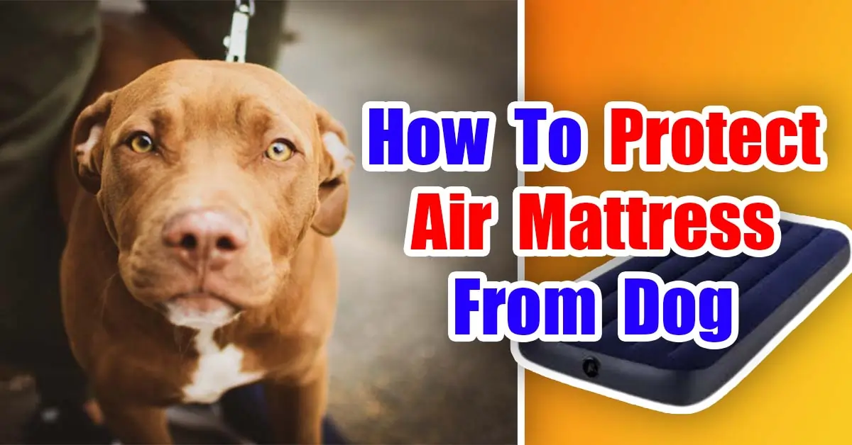 How To Protect Air Mattress From Dog